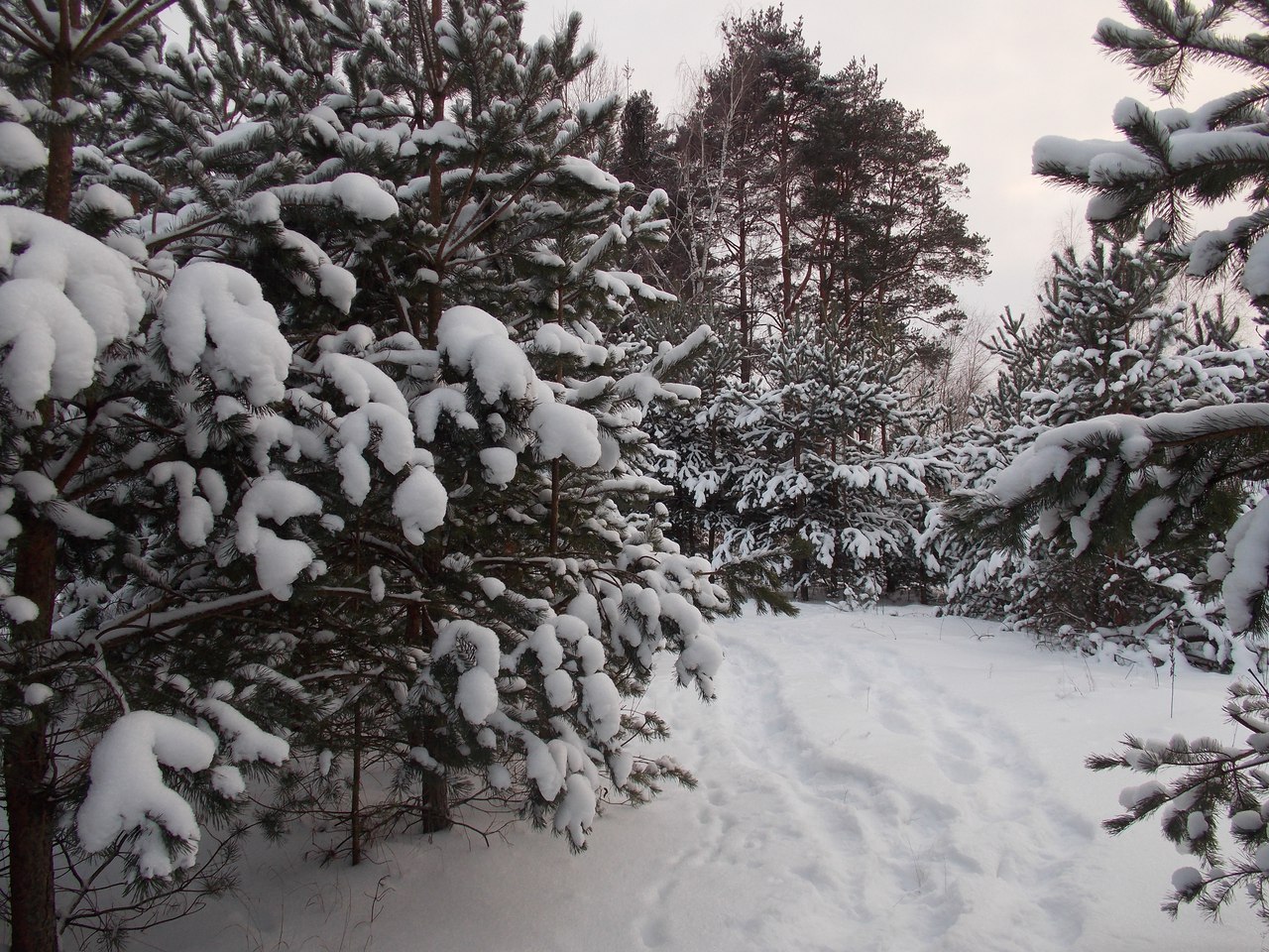 Следопыты Волоколамского отряда БПС совершили выход в зимний лес с ночевкой